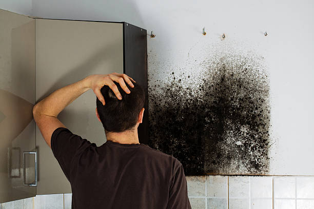 Mold Odor Removal Services in Irwindale, CA